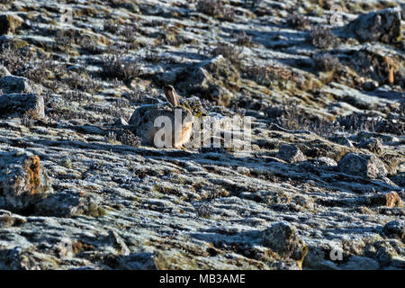 Ethiopian Highland Hare (Lepus starki), Sanetti plateau, Ethiopia Stock Photo