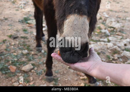 Donkeys on Karpaz peninsula, Cyprus Stock Photo