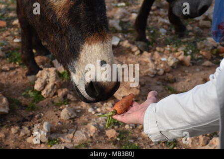 Donkeys on Karpaz peninsula, Cyprus Stock Photo