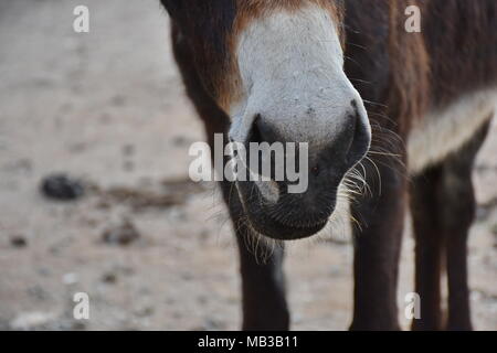 Donkeys on Karpaz peninsula, Cyprus Stock Photo