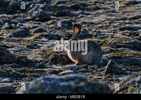 Ethiopian Highland Hare (Lepus starki), Sanetti plateau, Ethiopia Stock Photo