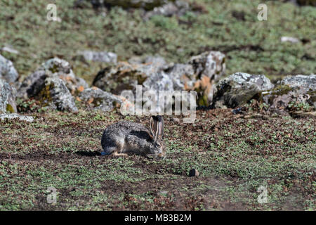 Ethiopian Highland Hare (Lepus starki), Sanetti plateau, Ethiopia Stock Photo