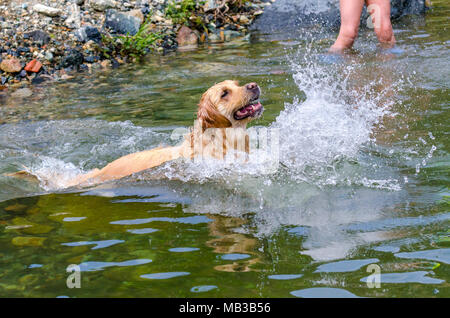 golden retriever running fast in the water of a lake Stock Photo