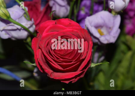 Rose in amongst flowers Stock Photo