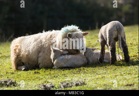 Mother with newborn lambs in farmers field Stock Photo