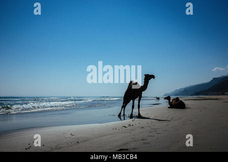 Camels seen on the beach in Salalah, Oman. Stock Photo