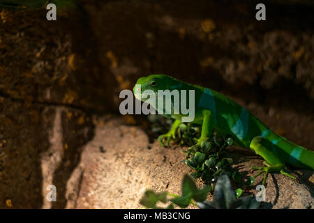 Mal Fiji banded iguana at Faunia Biopark, Madrid Stock Photo
