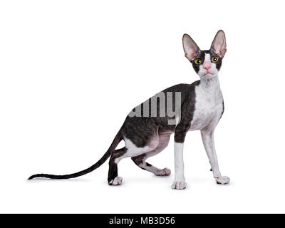 Cornish Rex cat / kitten standing side ways isolated on white background looking at lens Stock Photo