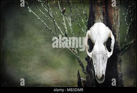 Grunge textured Kangaroo skull on moss covered tree stump in forest. Moody, dark, pagan and animal totem concepts. Stock Photo