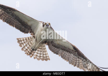 A Western osprey coming in for a close look. Stock Photo