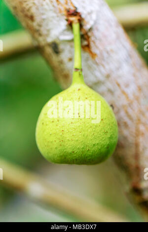 Green figs ripening on the tree in sunshine. Figs of Asia Stock Photo