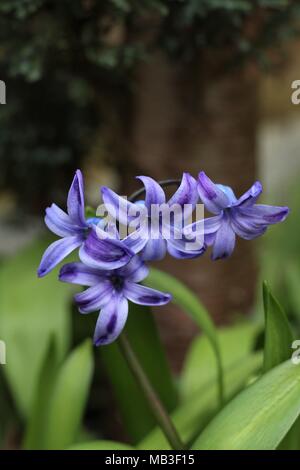 Hyacinth Blue Star Stock Photo - Alamy