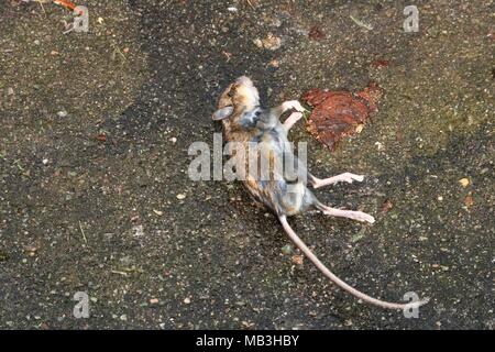 Dead stiff mouse on concrete floor outside Stock Photo