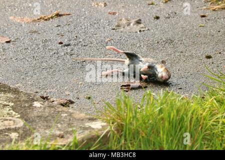 Dead stiff mouse on concrete floor outside Stock Photo