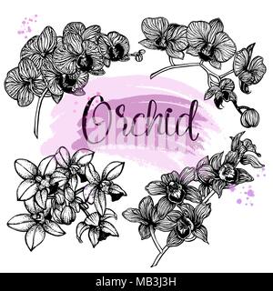 Set of hand drawn sketch style orchid flowers isolated on white background. Vector illustration. Stock Vector