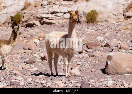 Chilean llama breeding on Andean plateau,Chile Stock Photo