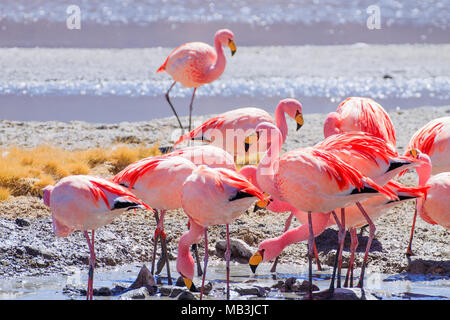 Laguna Hedionda flamingos, Bolivia.  Andean wildlife. Bolivian lagoon Stock Photo