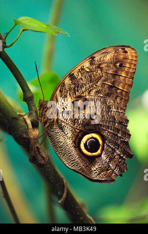 Caligo eurilochus, the forest giant owl, is an owl butterfly, sits atop a branch. Stock Photo