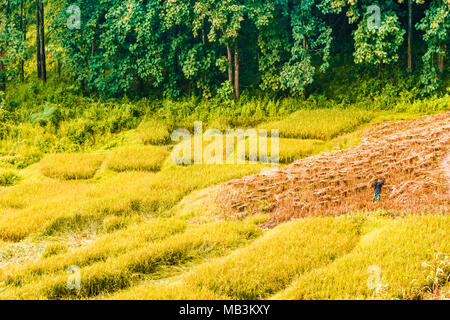 View on farmer harvesting rice field in the mountains by Chaing Rai - Thailand Stock Photo