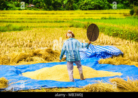 View on farmer on rice field by Chiang Rai in Thailand Stock Photo