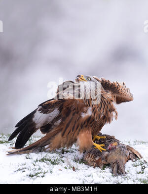 A wild Red Kite (Milvus milvus) feeding on pheasant carrion in the snow looks warily to the sky and a circling Buzzard above, Wiltshire
