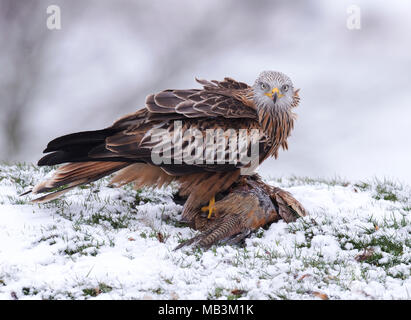 A wild Red Kite (Milvus milvus) feeding on pheasant carrion in the snow, Wiltshire
