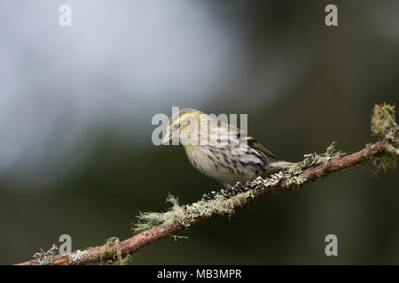 A Siskin (Carduelis spinus) perched on lichen covered twig isolated against clean background, Kildary, Scotland, UK Stock Photo