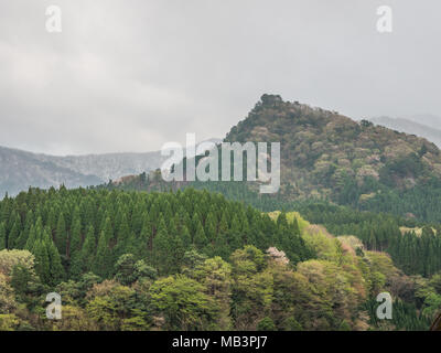 Kobaru, Oita, Kyushu, Japan. Forest Landscape.  Cryptomeria japonica,  planted for timber production and natural hardwood broadleaf forest. Stock Photo