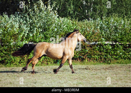 Draft horse stallion speed galloping in evening stud farm Stock Photo