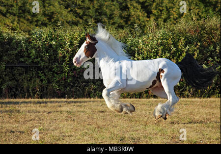 Gypsy Vanner Horse stallion runs gallop across meadow Stock Photo