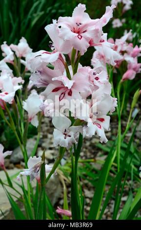 Gladiolus carneus or painted lady flowers Stock Photo