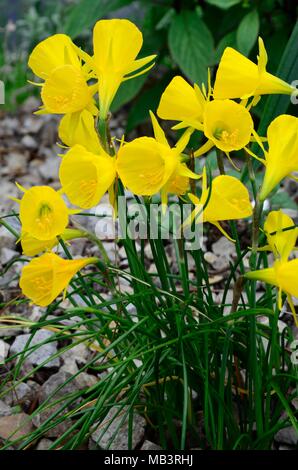 Narcissus bulbocodium Yellow hoop petticoat petticoat daffodil yellow spring flowers Amaryllidacae family Stock Photo