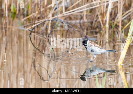 A Reed Bunting, Emberiza schoeniclus, picking seed out of a pond while balancing on a broken reed, Staveley Nature reserve, Yorkshire, England. 03 Apr. Stock Photo