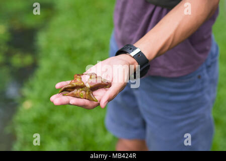 Fresh water caltrop seeds on palm of the hand Stock Photo