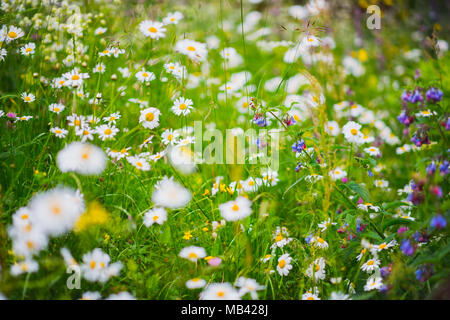 Wildflowers and grass on a spring meadow. Fresh chamomiles bloom Stock Photo
