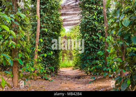 Black pepper plants on an organic pepper farm in Cambodia Stock Photo