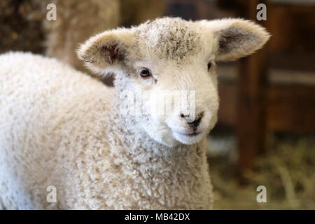 A little white lamb standing in the barn on a farm Stock Photo
