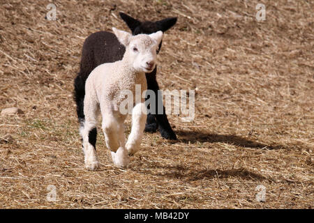 Running lambs in pasture on a farm one is black and one is white Stock Photo