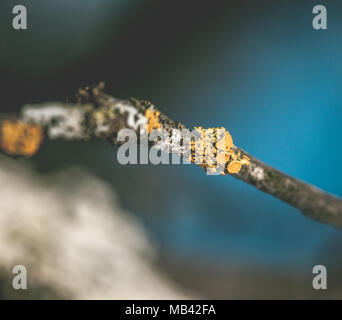 Foliose or leafy lichen called common orange lichen, yellow scale, maritime sunburst or shore  lichen (Xanthoria parietina), on a branch in Balkan for Stock Photo