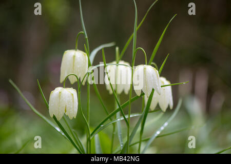 White-flowered snake's head fritillaries (Fritillaria meleagris). White bell-shaped flowers on Spring-flowering bulbs, in the family Liliaceae. Stock Photo