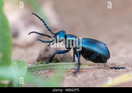 Black oil beetle (Meloe proscarabaeus) female. European beetle in the family Meloidae, a nest parasite of solitary bees Stock Photo