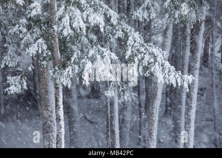 Blizzard in Halifax, Nova Scotia in early March. Stock Photo