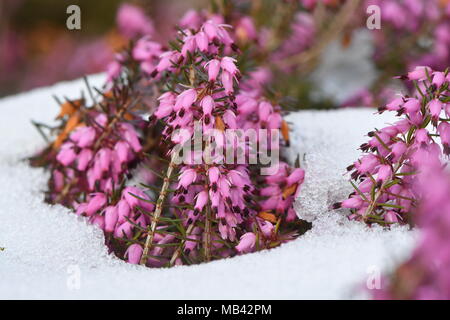 Red heather (Erica sp.) flowering in the snow. A close-up of pink flowers of a common heather plant in the family Ericaceae Stock Photo