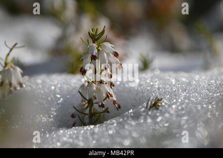 White heather (Erica sp.) flowering through snow. A close-up of white flowers of a common heather plant in the family Ericaceae Stock Photo