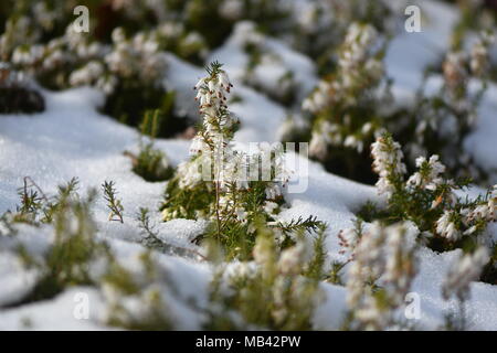 White heather (Erica sp.) flowering in the snow. White flowers of a common heather plant in the family Ericaceae Stock Photo