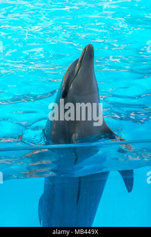 a cute dolphins during a speech at the dolphinarium, Batumi, Georgia. Stock Photo