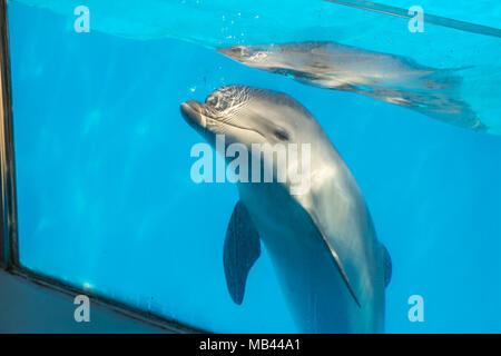 a cute dolphins during a speech at the dolphinarium, Batumi, Georgia. Stock Photo