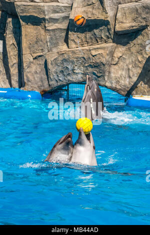 a cute dolphins during a speech at the dolphinarium, Batumi, Georgia. Stock Photo