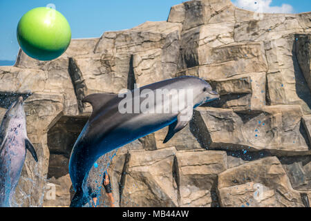 a cute dolphins during a speech at the dolphinarium, Batumi, Georgia. Stock Photo