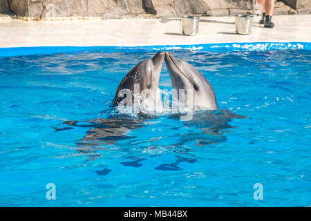 a cute dolphins during a speech at the dolphinarium, Batumi, Georgia. Stock Photo